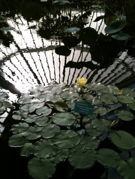 Reflection in the Lilly Pond - Wellington Botanical Gardens
